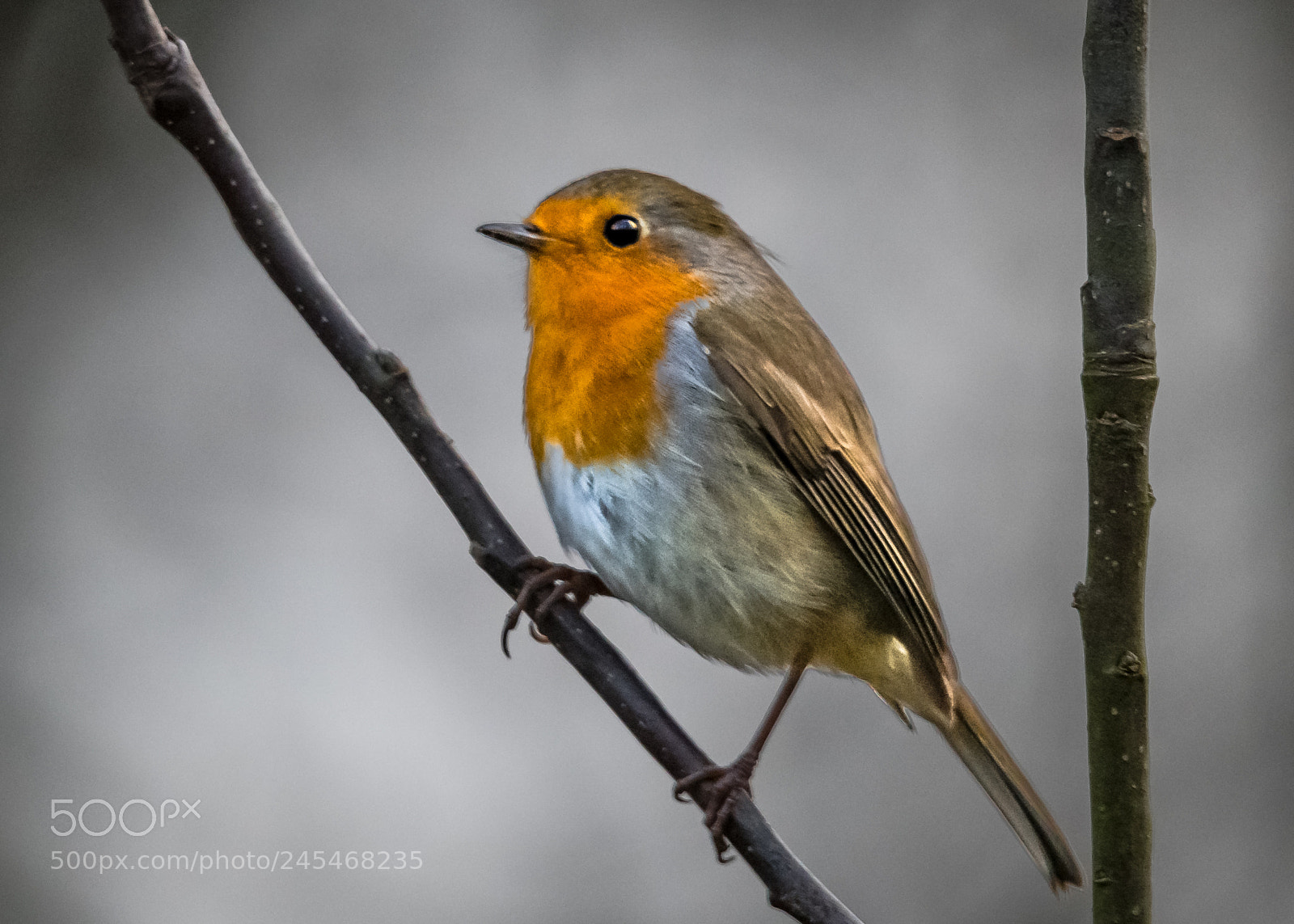 Nikon D850 sample photo. Branch robin photography