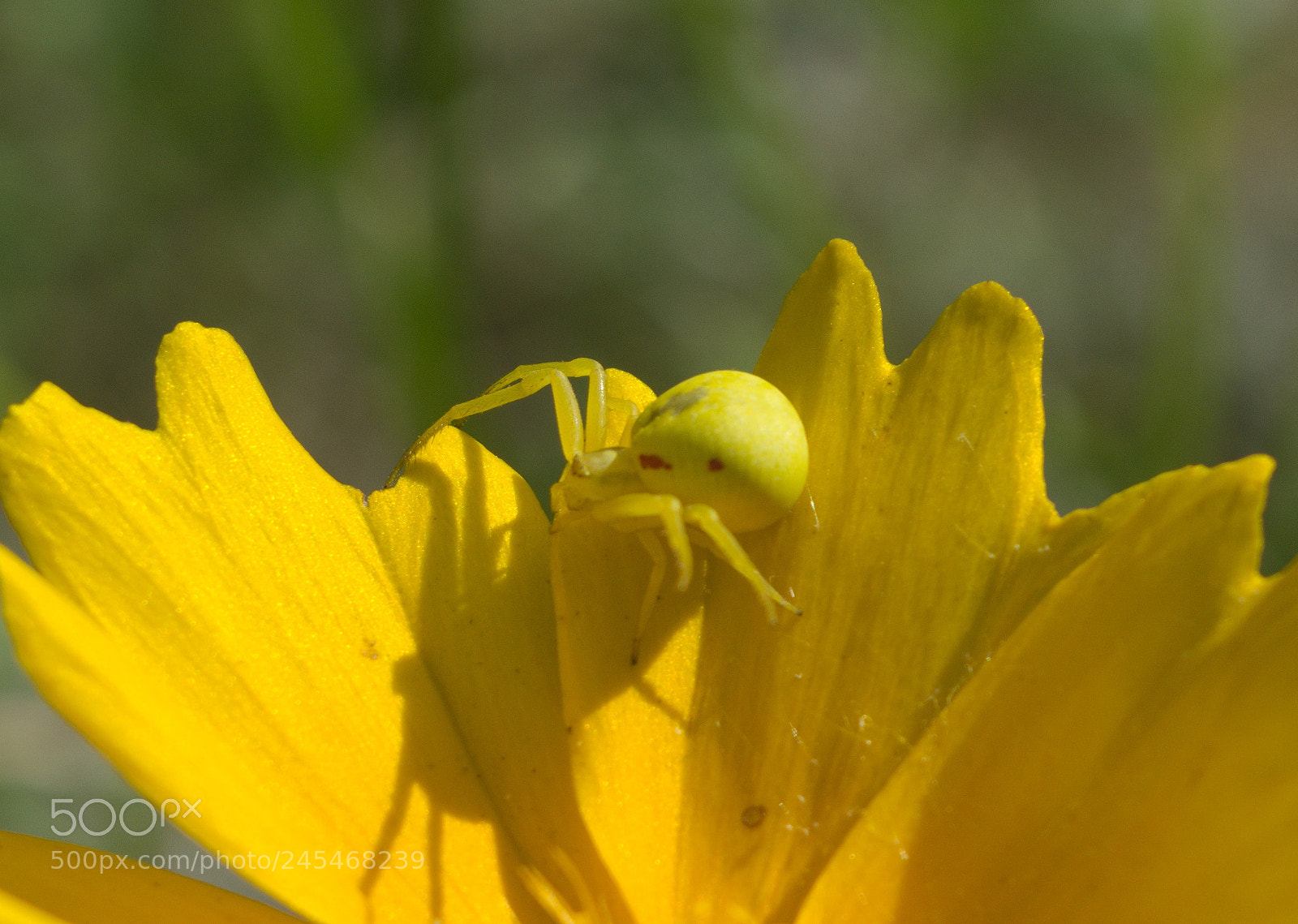 Nikon D5200 sample photo. Pajączek4 photography