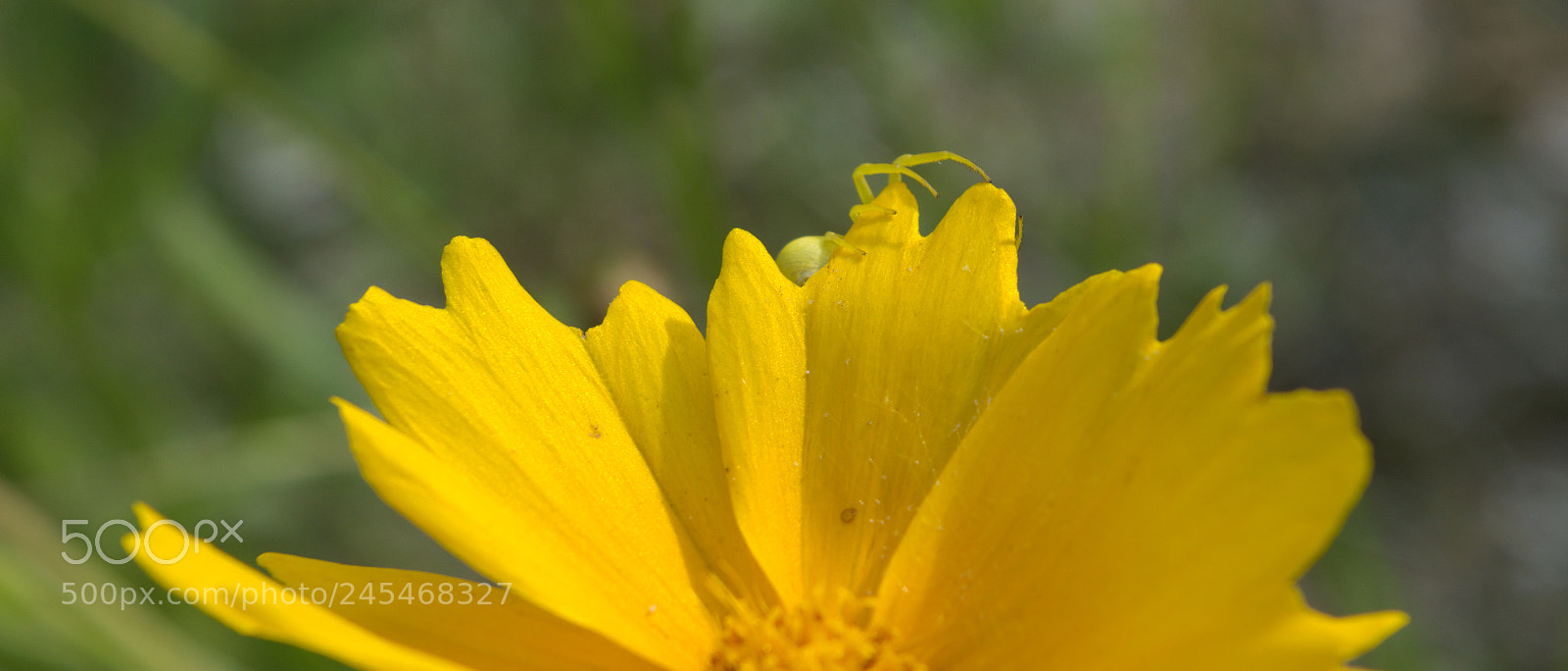 Nikon D5200 sample photo. Pajączek5 photography