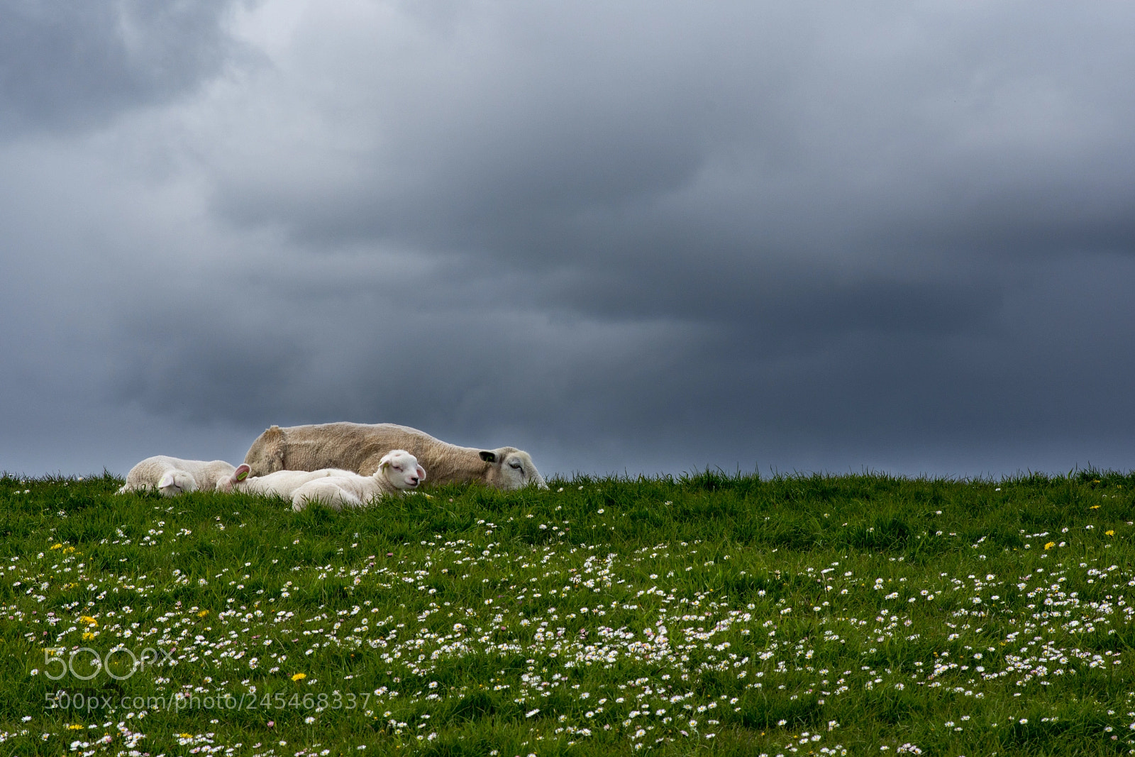 Nikon D7200 sample photo. Sheep photography