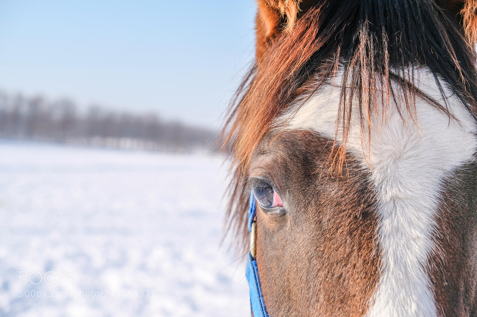 Fujifilm X-T20 sample photo. Horse in hokkaido photography