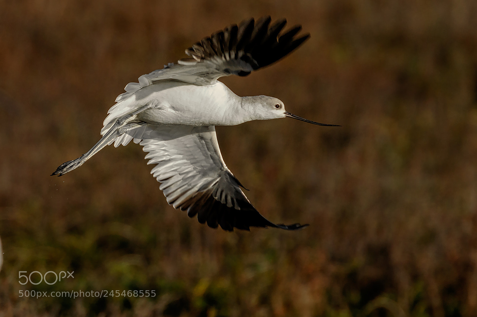 Canon EOS 7D Mark II sample photo. Avocet flyby photography