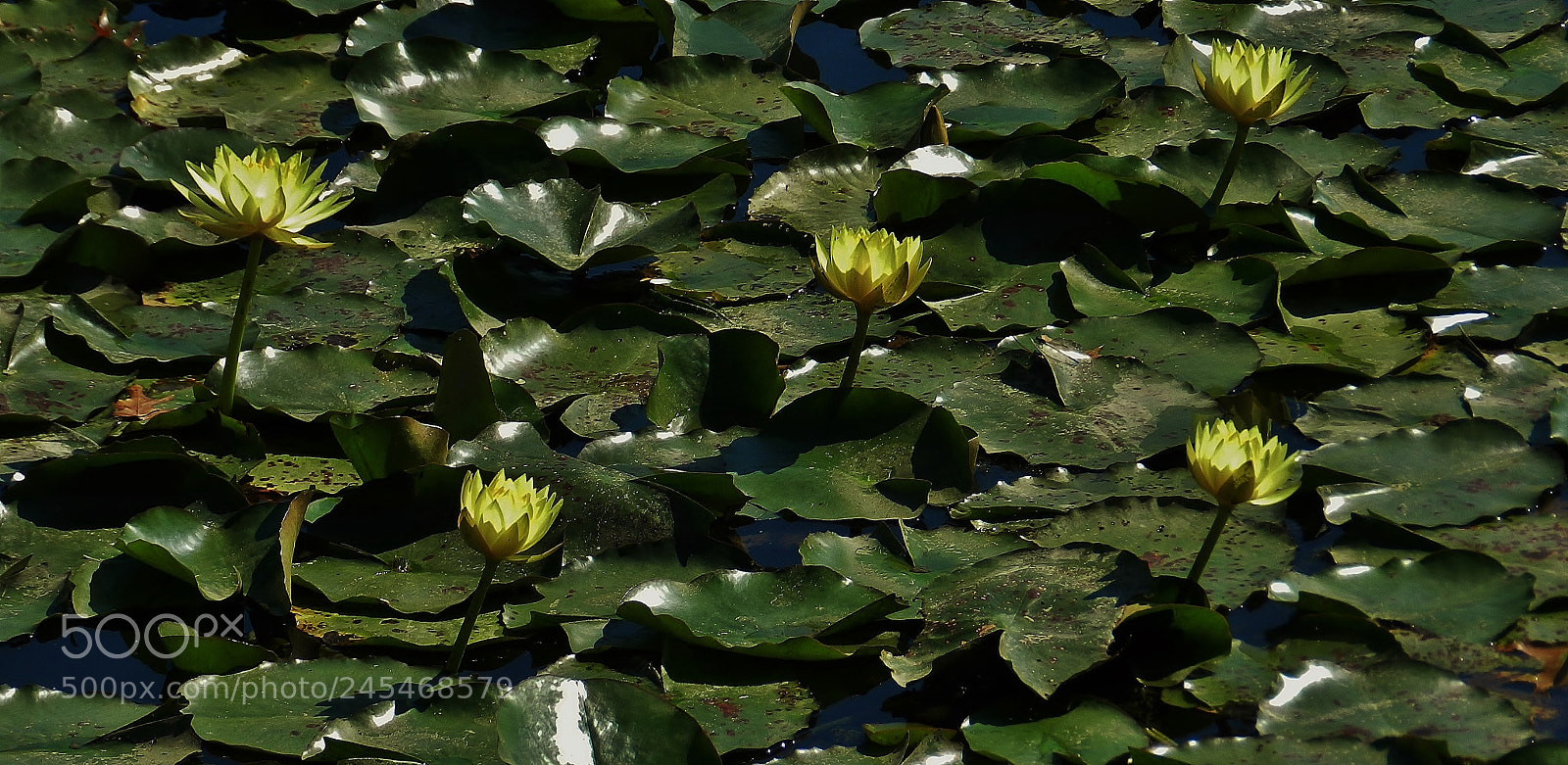 Nikon Coolpix P500 sample photo. Yellow water lilies of photography