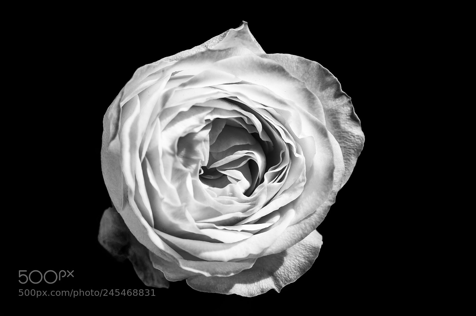 Nikon D4S sample photo. The rose photography