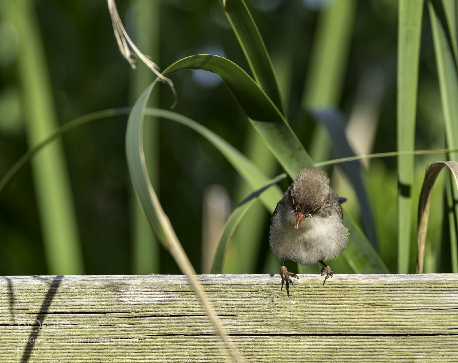 Pentax K-1 sample photo. Superb fairy-wren photography