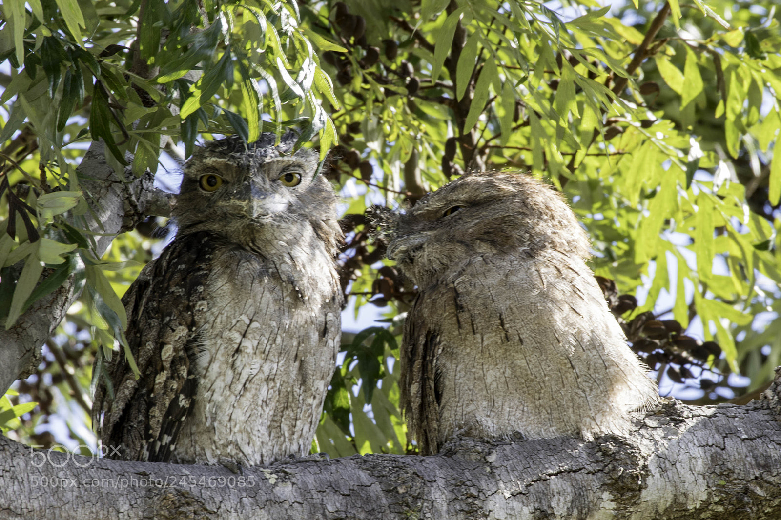 Pentax K-1 sample photo. Tawny frogmouths photography