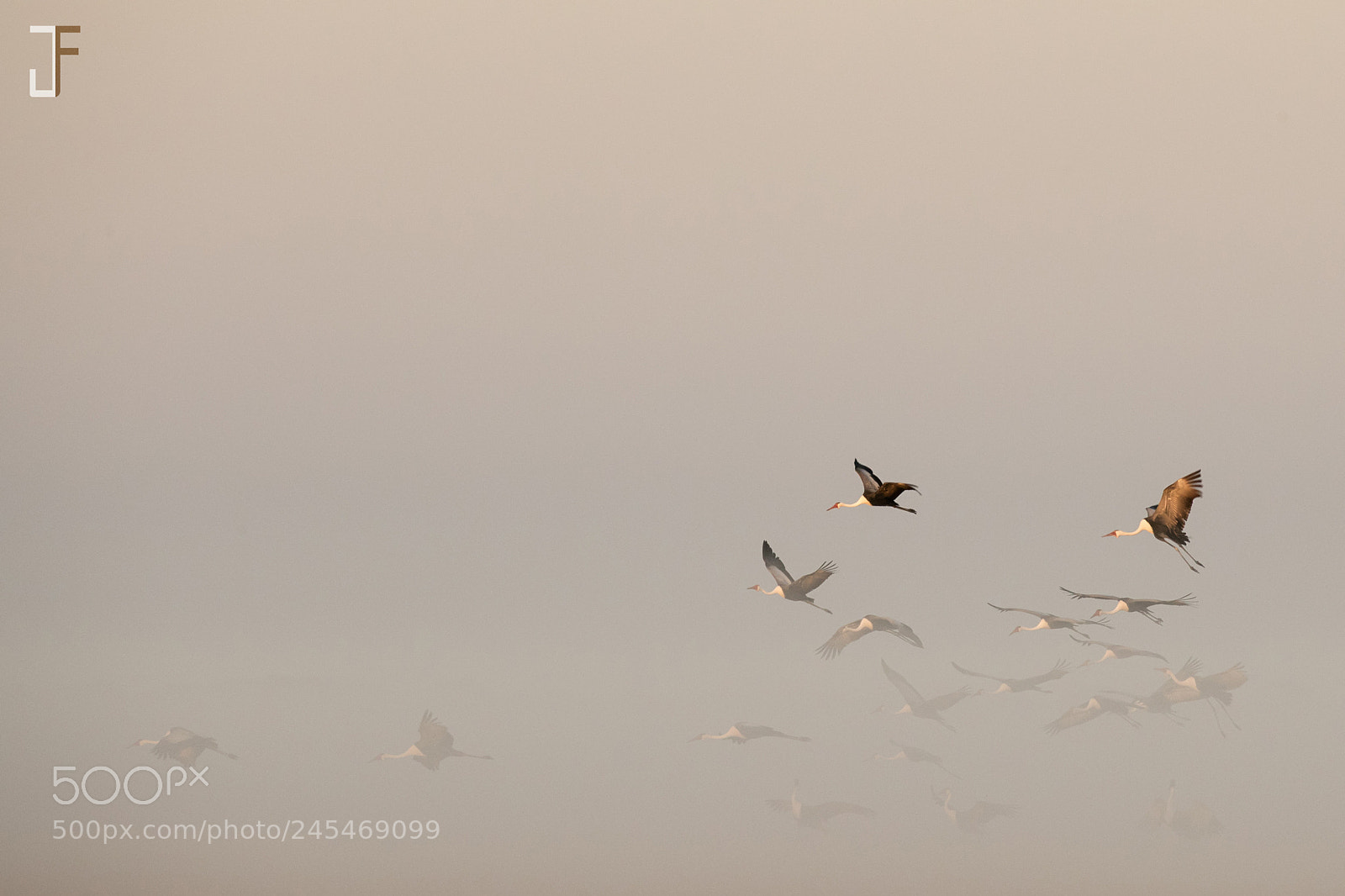 Canon EOS-1D X Mark II sample photo. Cranes in the mist photography