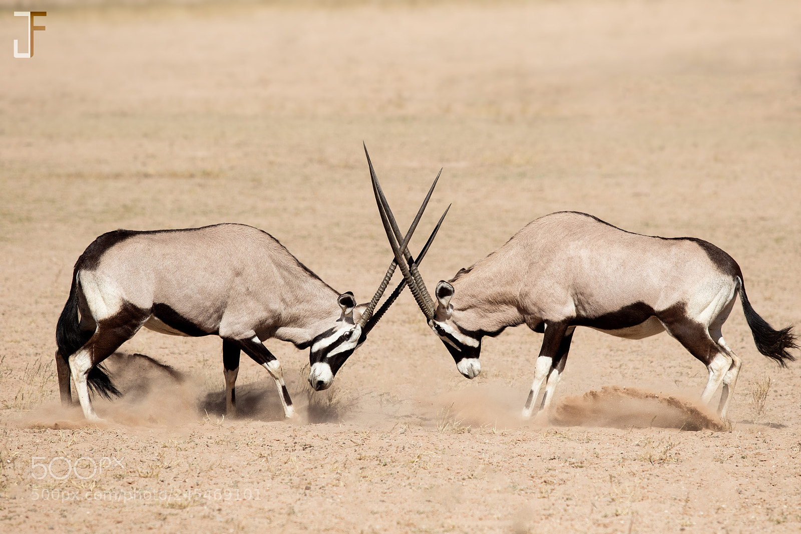 Canon EOS 7D Mark II sample photo. Gemsbok confrontation ii photography