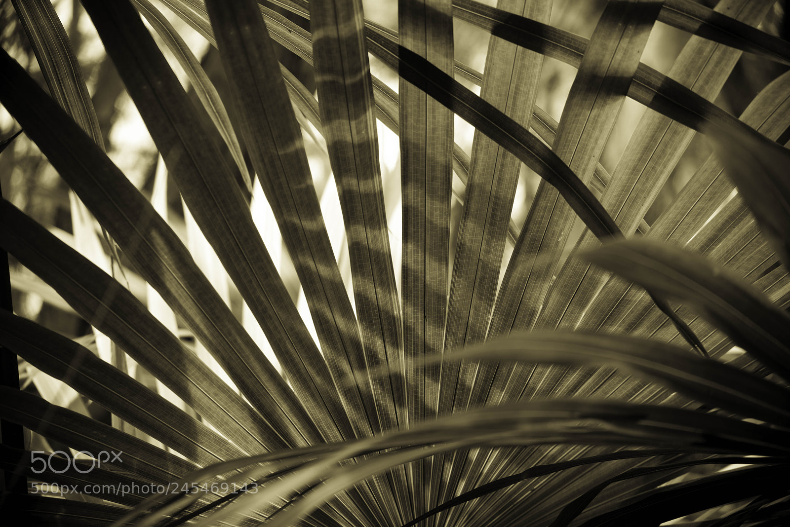 Pentax K-1 sample photo. Cabbage tree palm photography