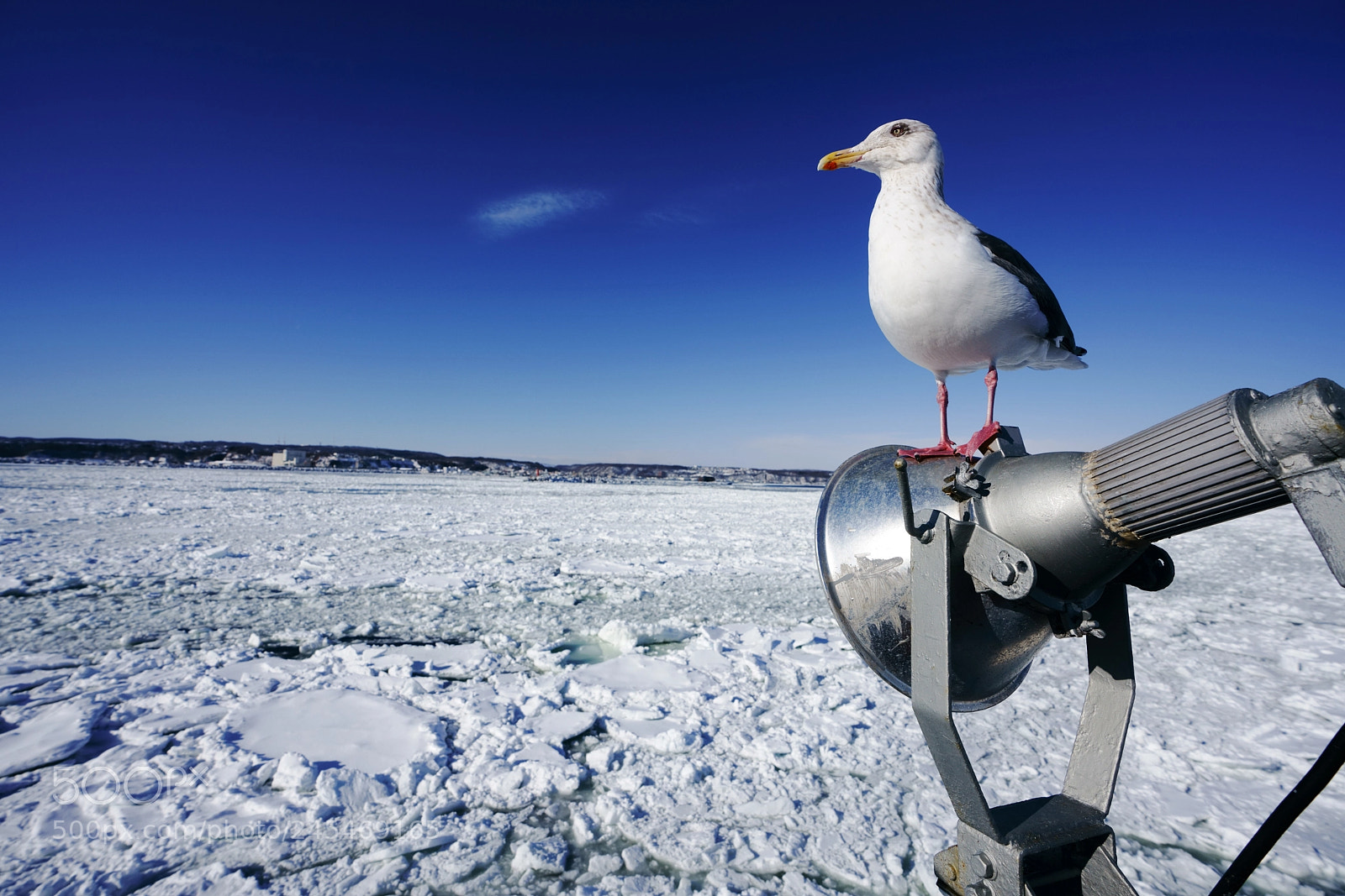 Sony a7R III sample photo. Drift ice and seagull photography