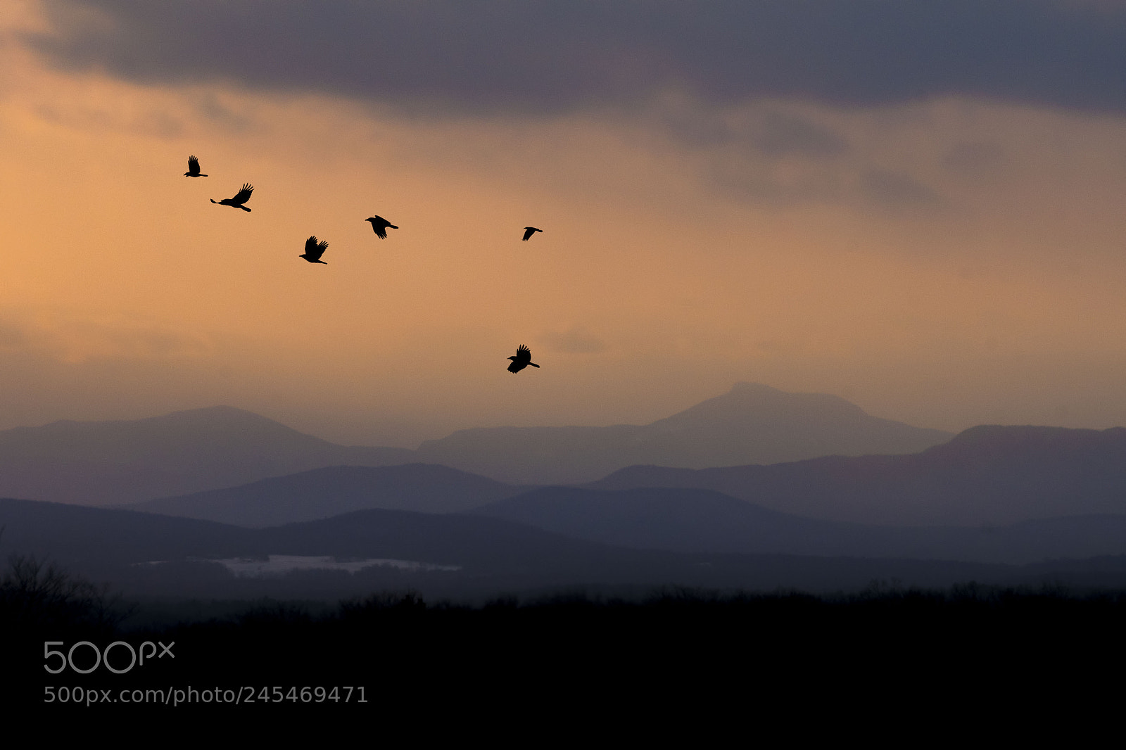 Nikon D500 sample photo. Crows at sunset photography