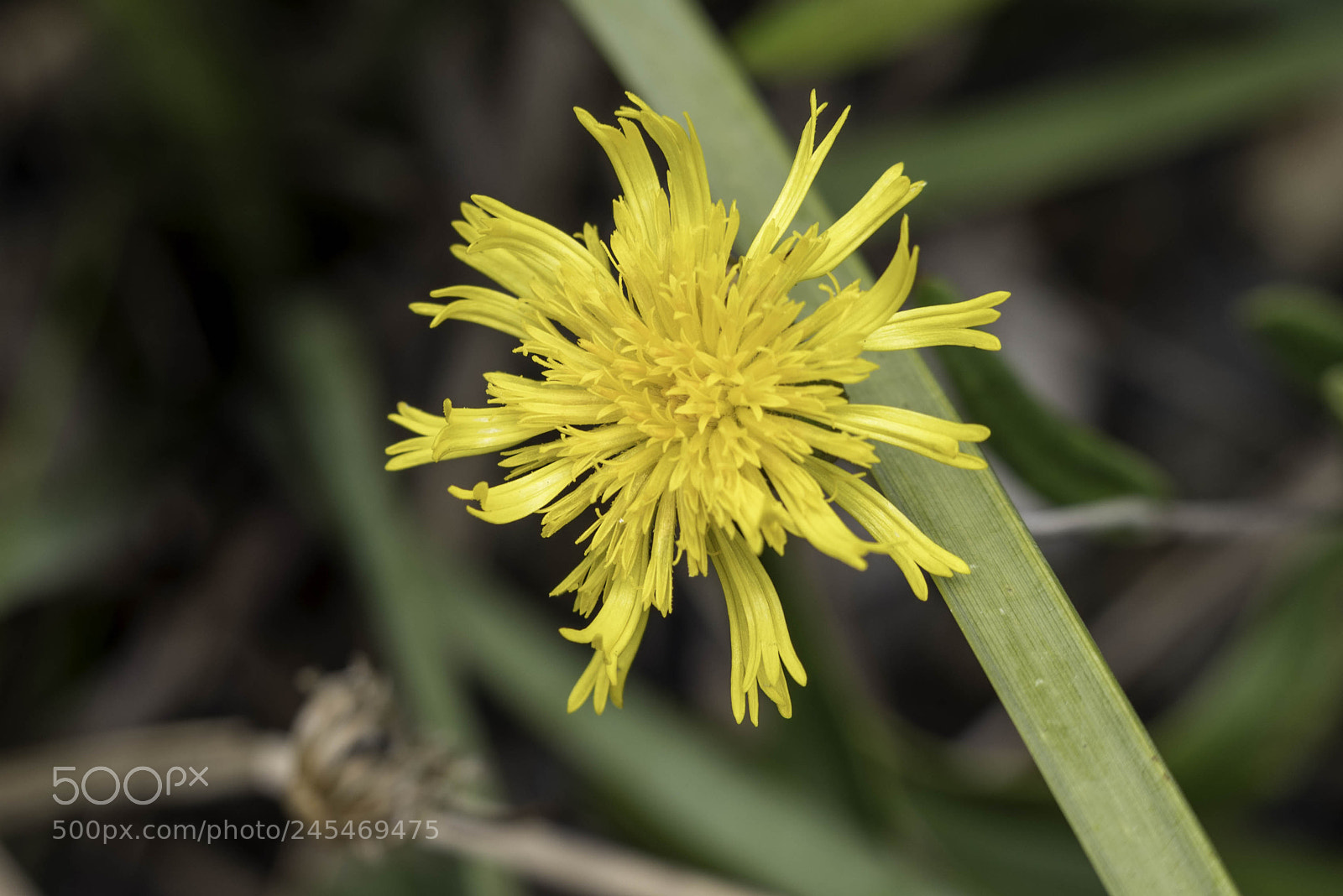 Pentax K-1 sample photo. Native wildflower photography