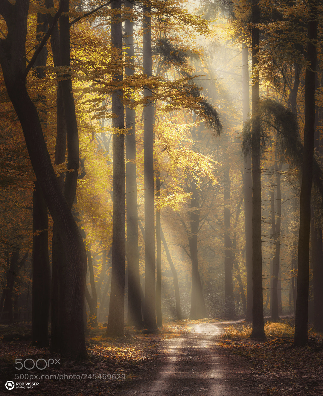 Nikon D5100 sample photo. Guided by the light photography