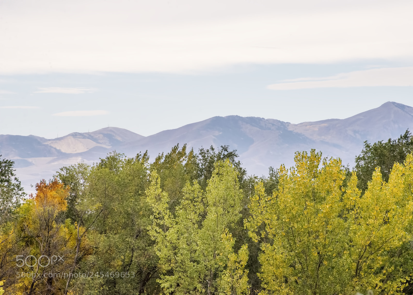 Nikon D600 sample photo. The tops view (1) photography