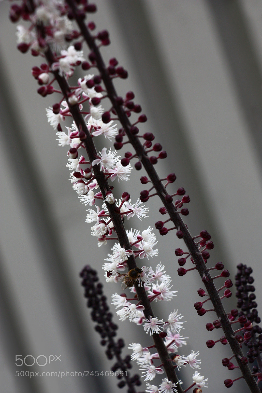 Canon EOS 450D (EOS Rebel XSi / EOS Kiss X2) sample photo. Cimicifuga inflorescences on the photography
