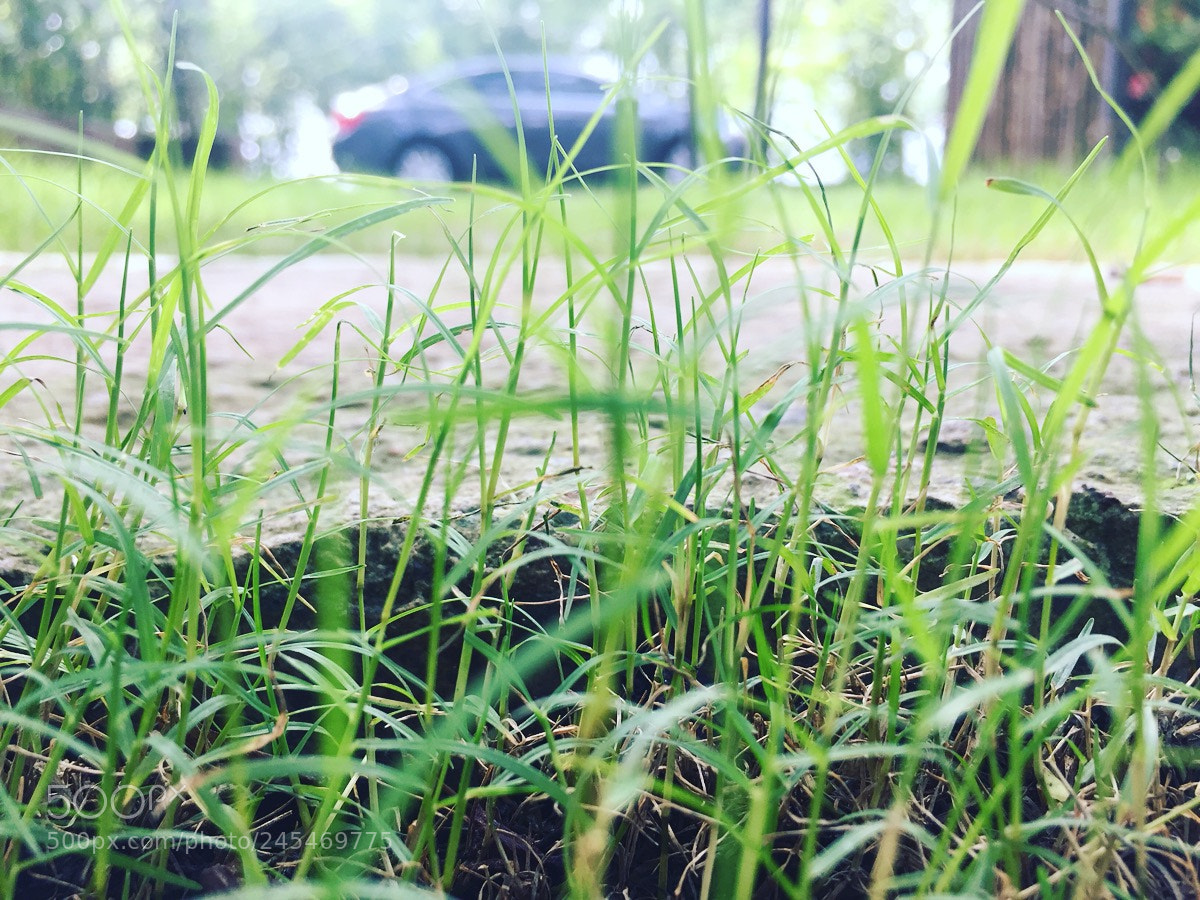 Apple iPhone 6 sample photo. 小草 photography