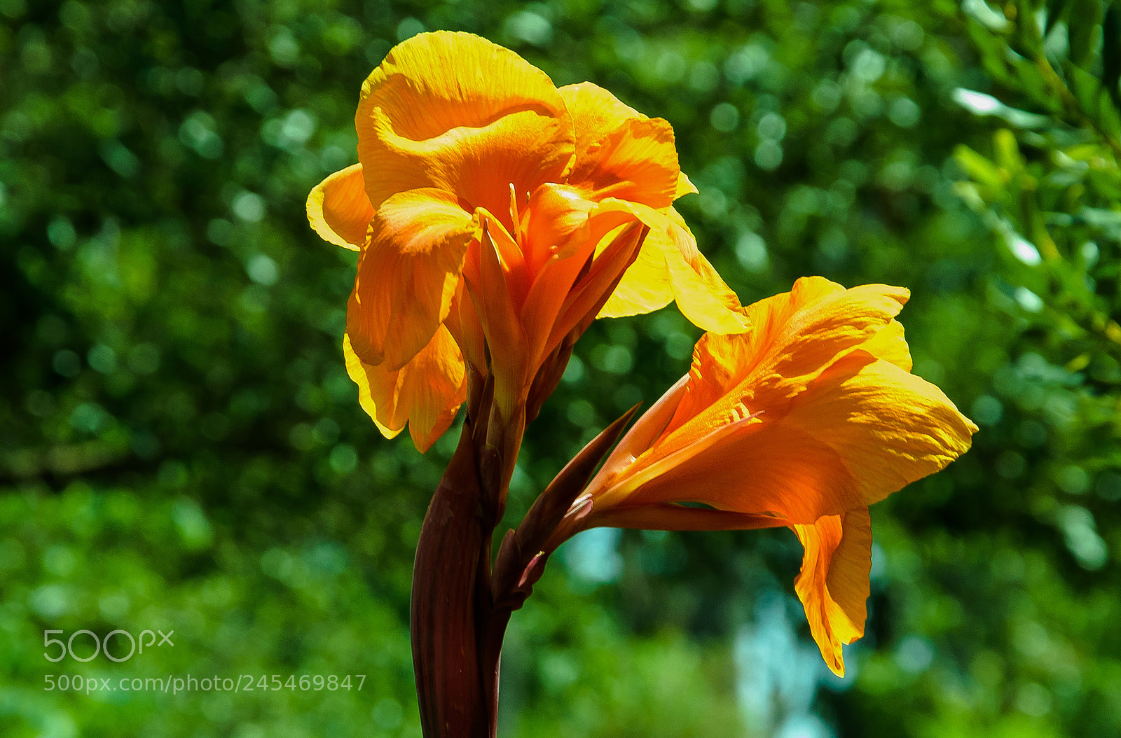 Nikon D810 sample photo. Cana lily!! photography