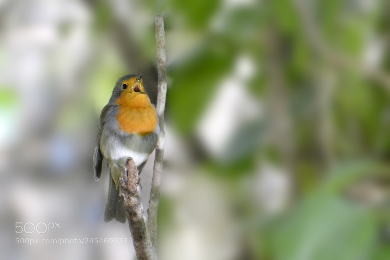 Nikon D5200 sample photo. Singing photography
