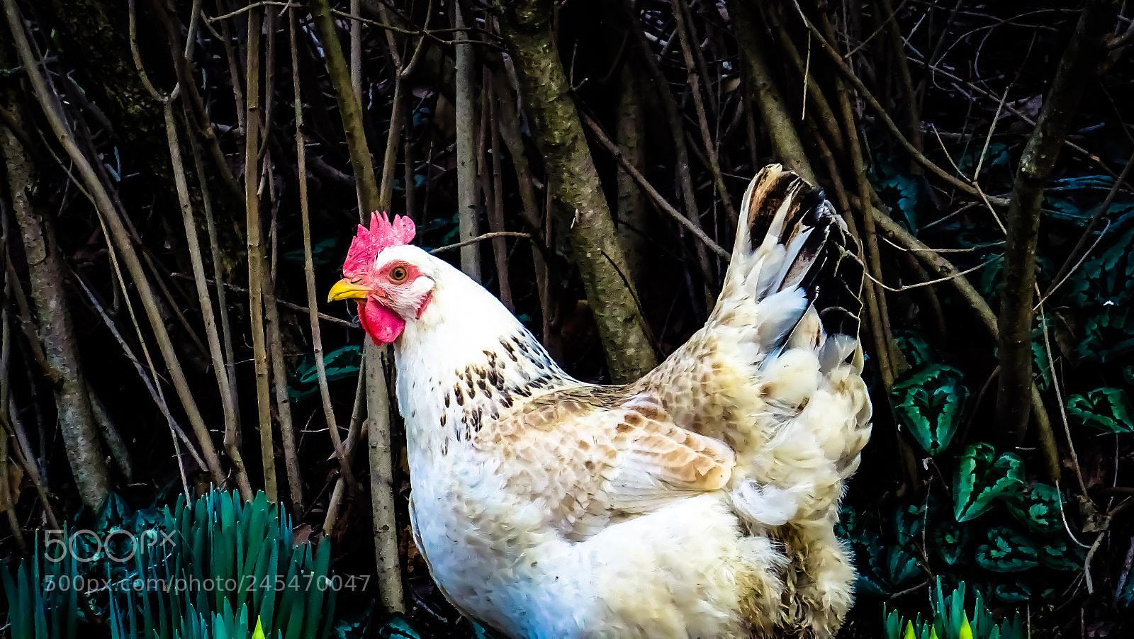 Sony DSC-HX60 sample photo. Chicken photography