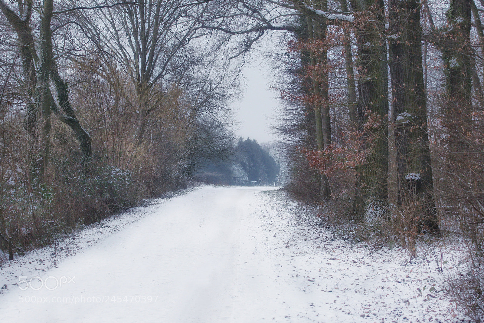 Canon EOS 700D (EOS Rebel T5i / EOS Kiss X7i) sample photo. Cold day photography