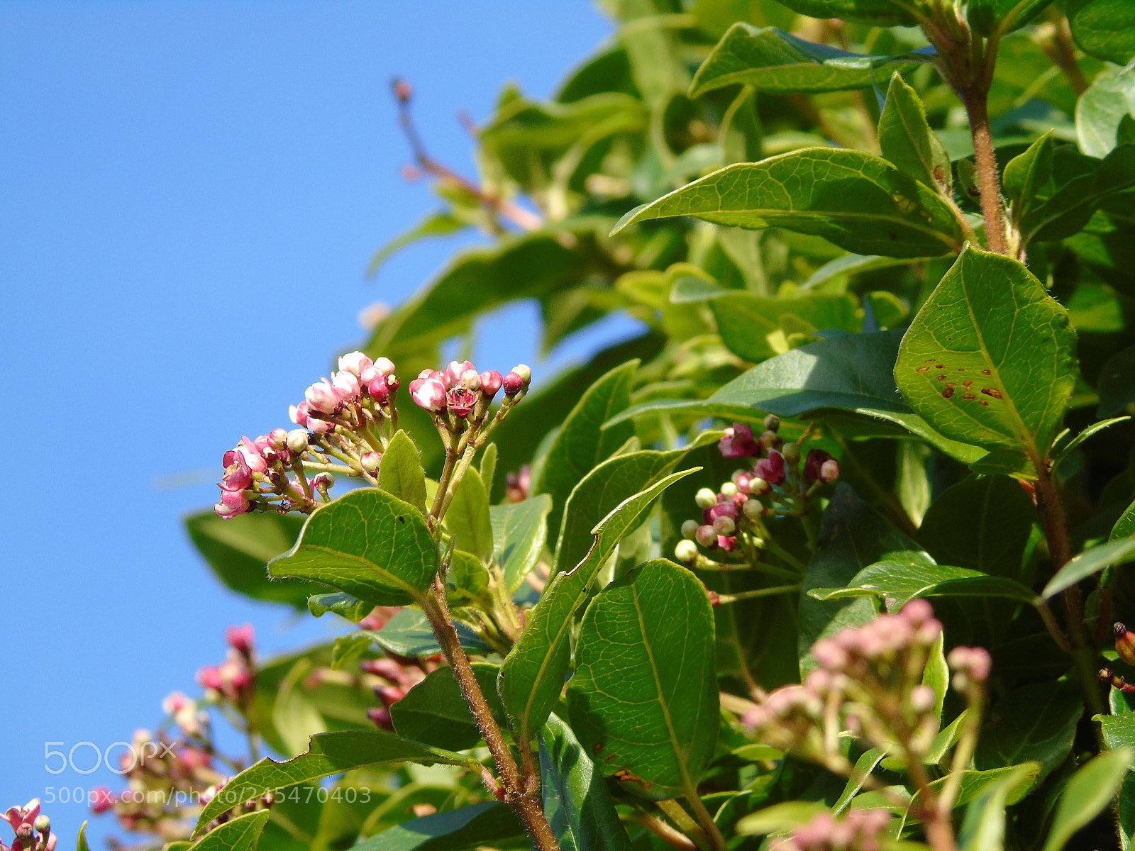 Sony Cyber-shot DSC-H400 sample photo. Pink flowers on shrub photography