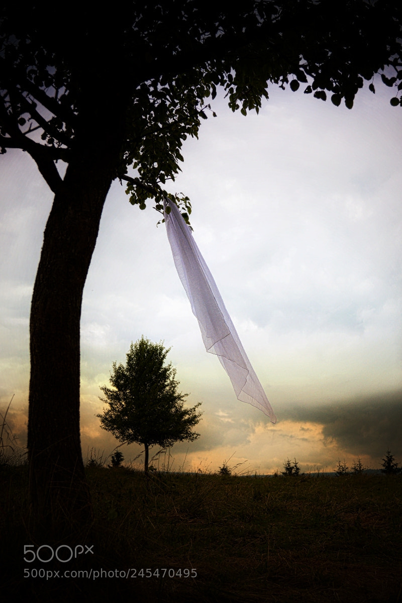 Nikon D3100 sample photo. Trees photography