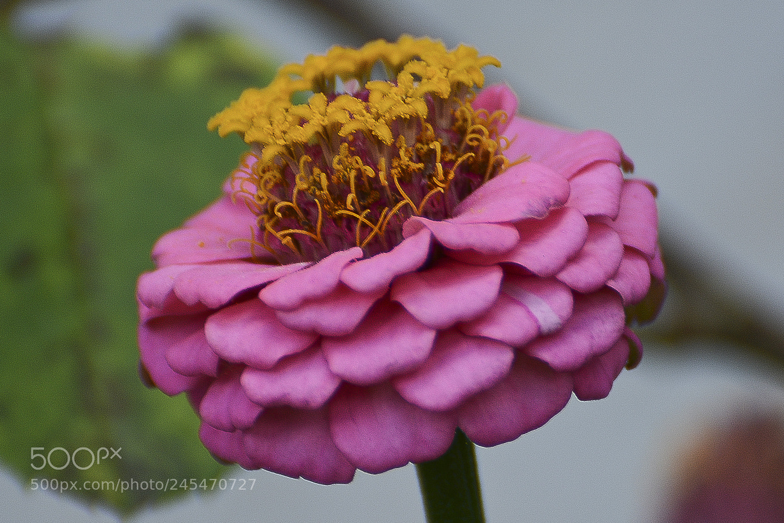 Nikon D7100 sample photo. A natureza oferta suas photography