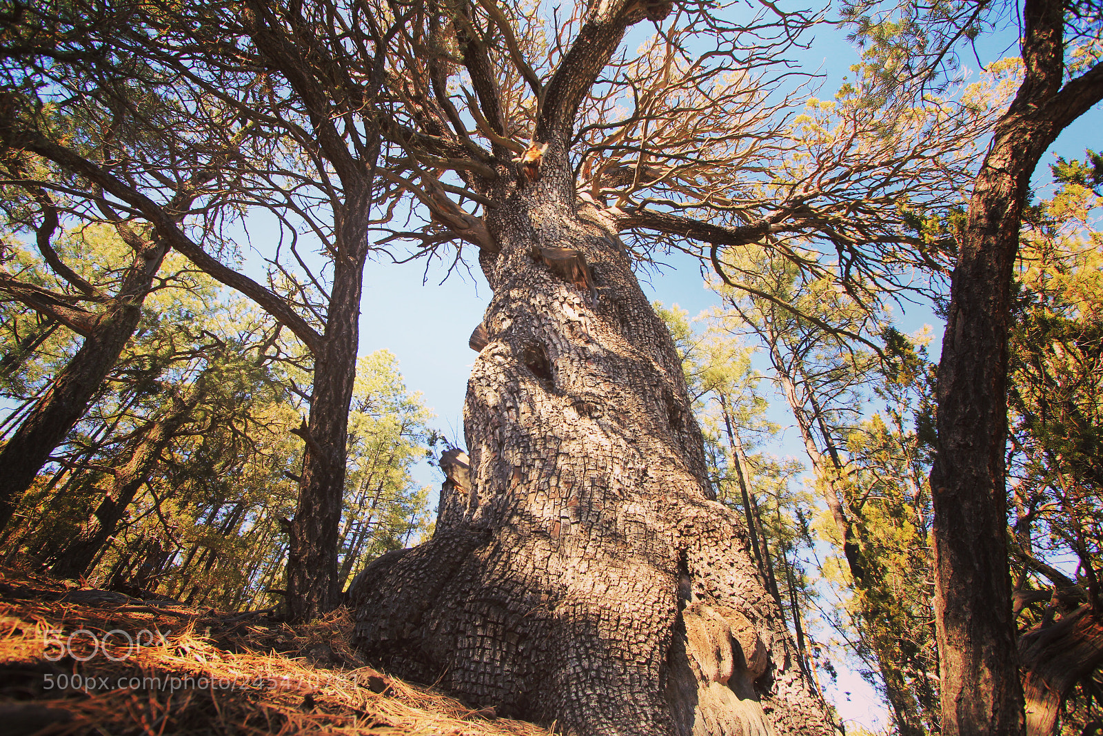 Canon EOS 550D (EOS Rebel T2i / EOS Kiss X4) sample photo. Let’s climb! photography