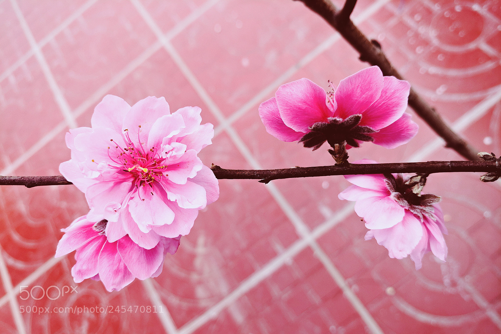 LG V20 sample photo. Blossom photography