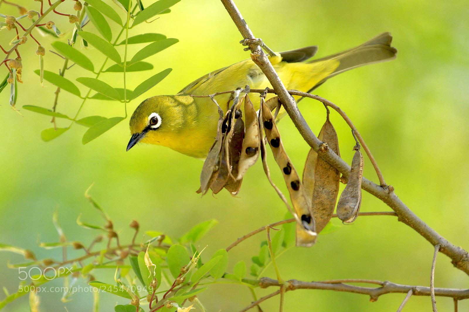 Canon EOS 7D Mark II sample photo. African yellow white-eye photography
