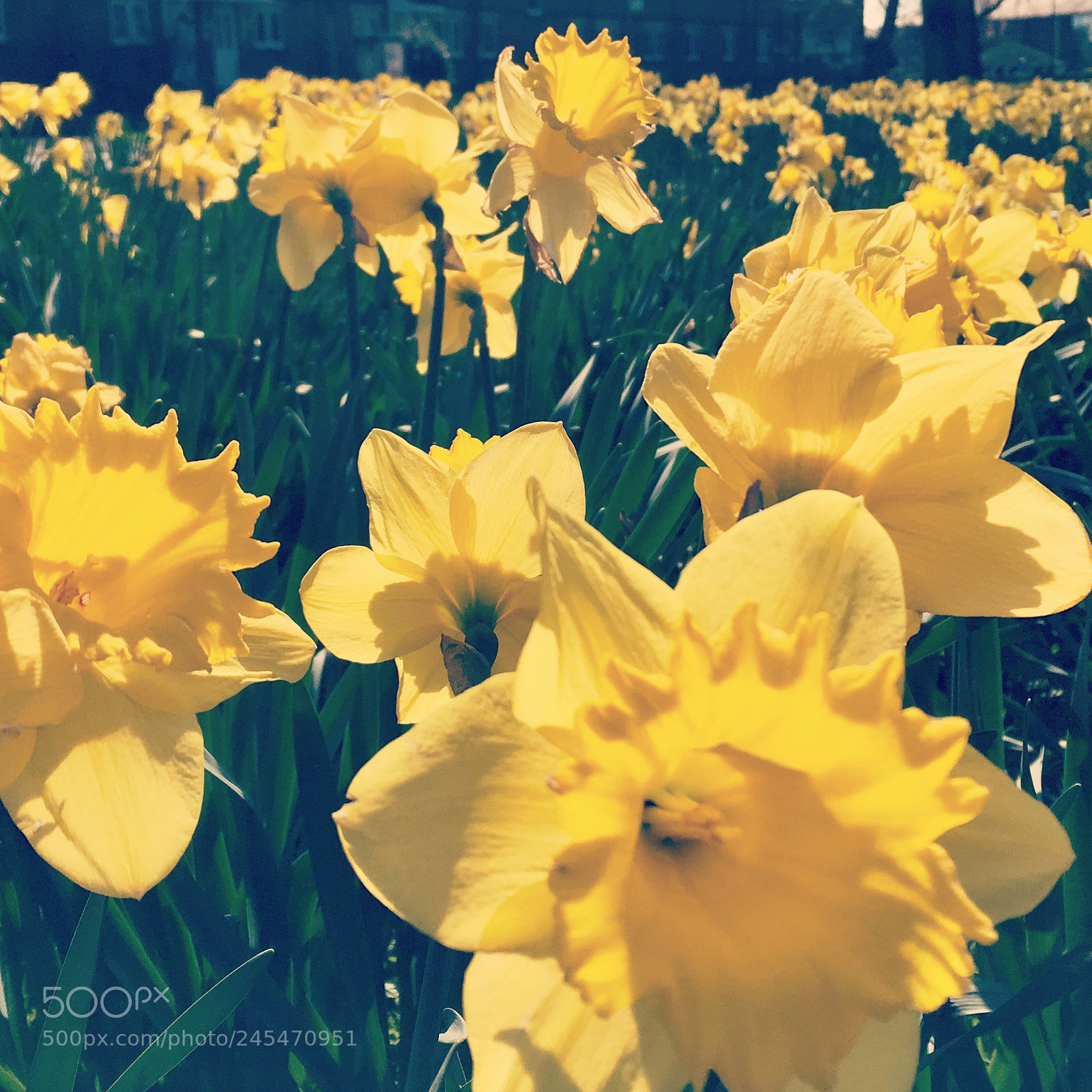 Apple iPhone 6s Plus sample photo. Dafodils in spring photography