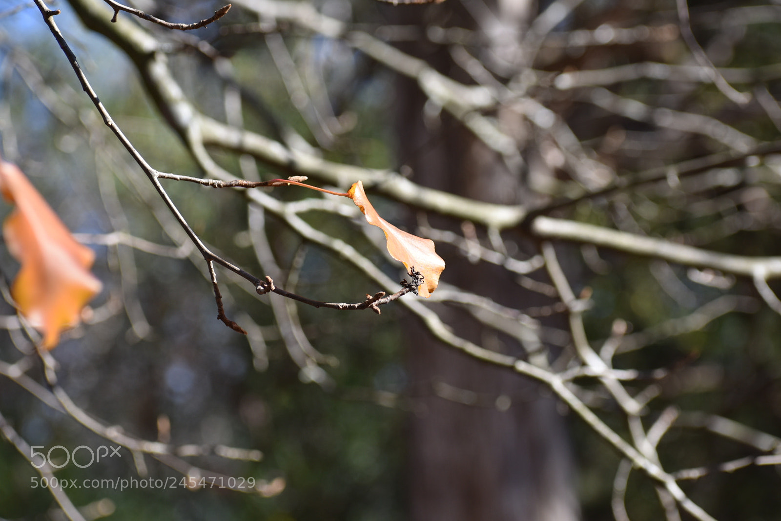 Nikon D3400 sample photo. If a twig breaks.... photography