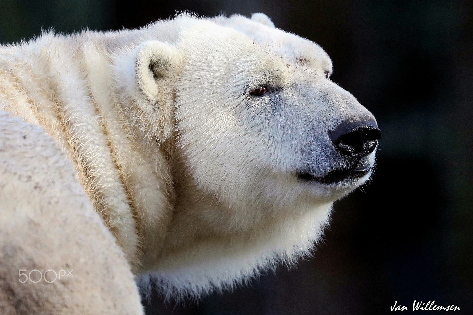 Canon EF 300mm F2.8L IS II USM sample photo. Polar bear photography