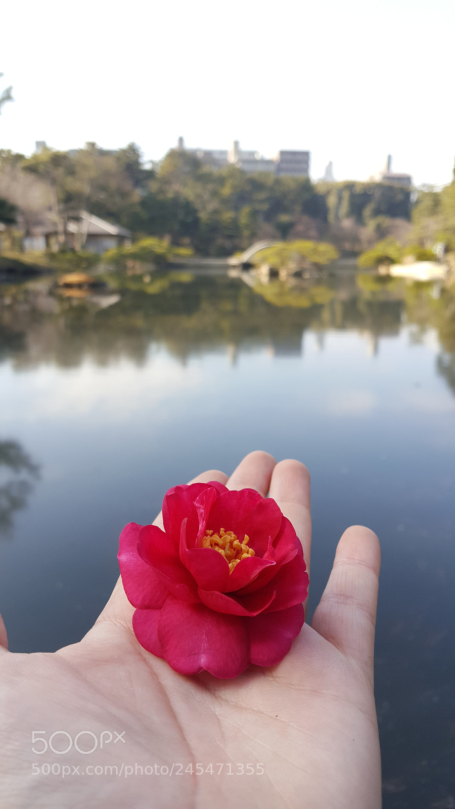 Samsung Galaxy Note5 sample photo. Hopeful photography