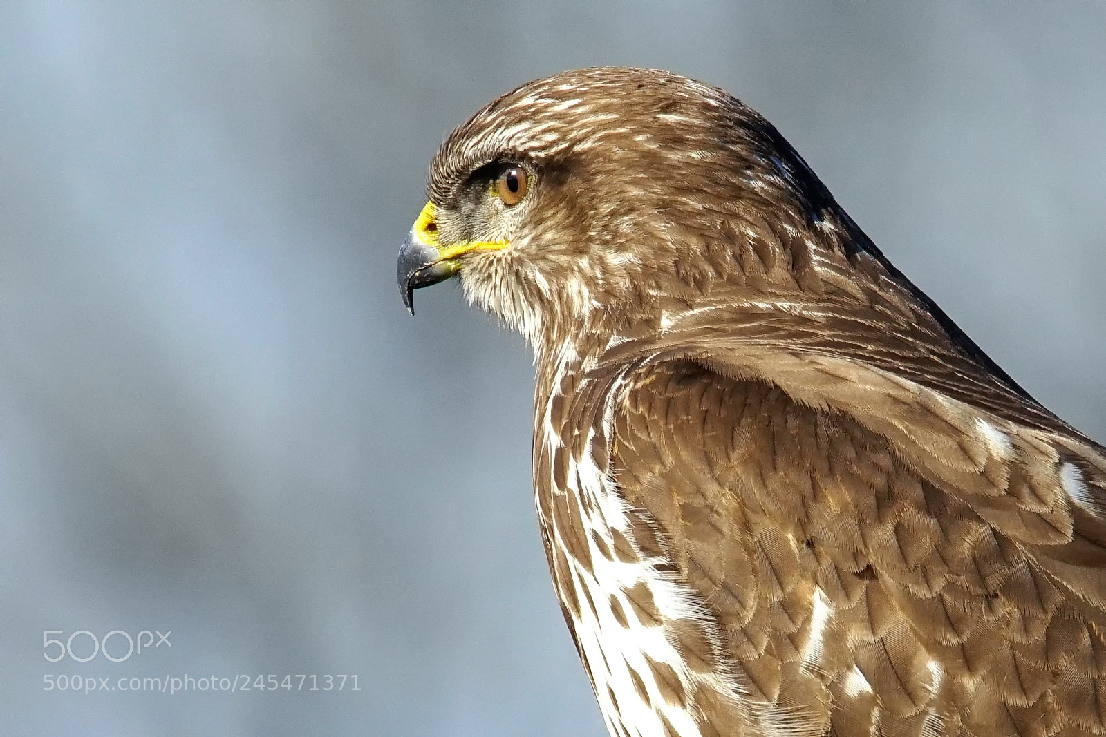 Sony ILCA-77M2 sample photo. Falcon photography