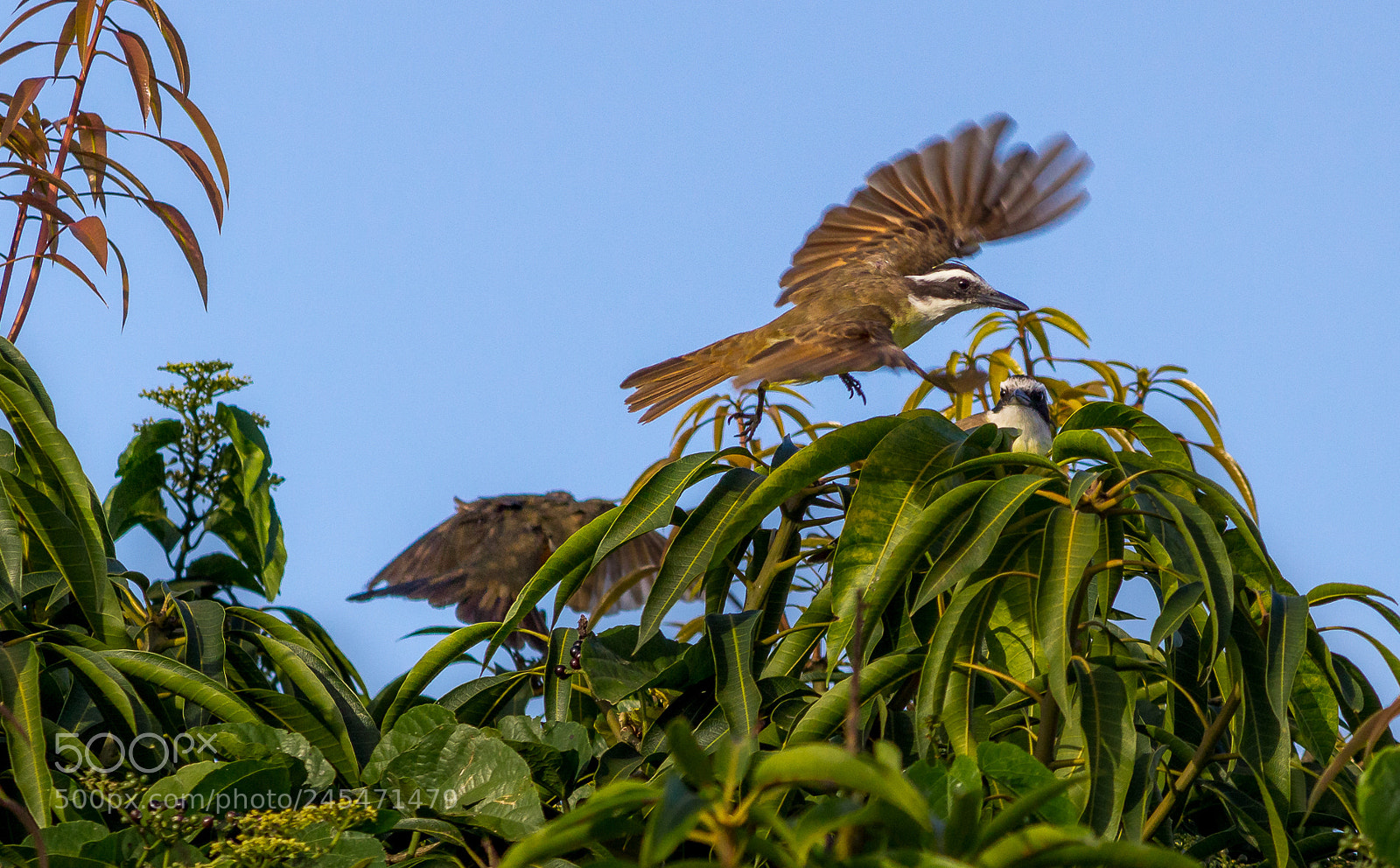 Canon EOS 1200D (EOS Rebel T5 / EOS Kiss X70 / EOS Hi) sample photo. Karate bird photography
