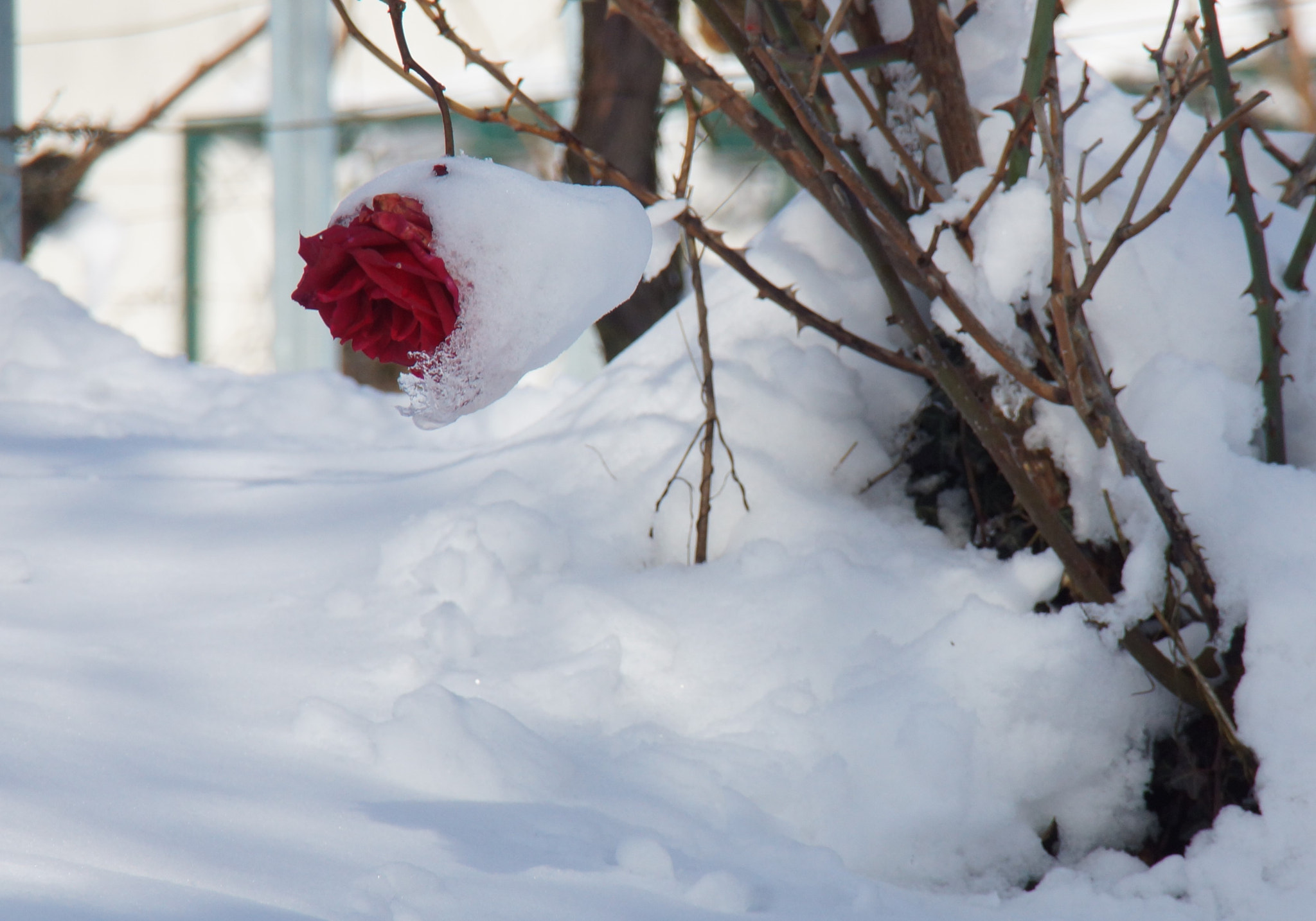 Sony SLT-A65 (SLT-A65V) + Sony DT 18-200mm F3.5-6.3 sample photo. And a red rose.... photography