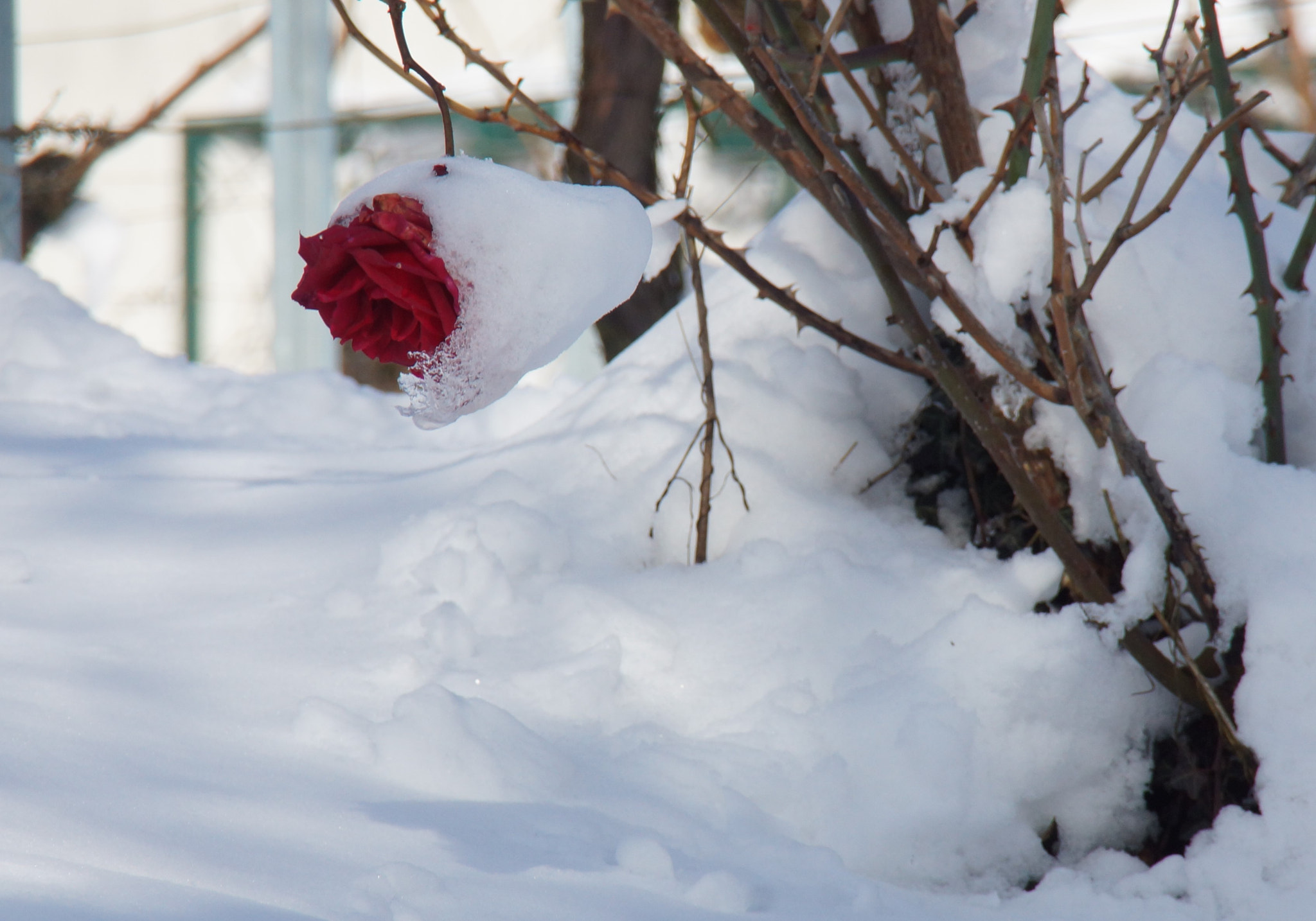 Sony DT 18-200mm F3.5-6.3 sample photo. And a red rose.... photography