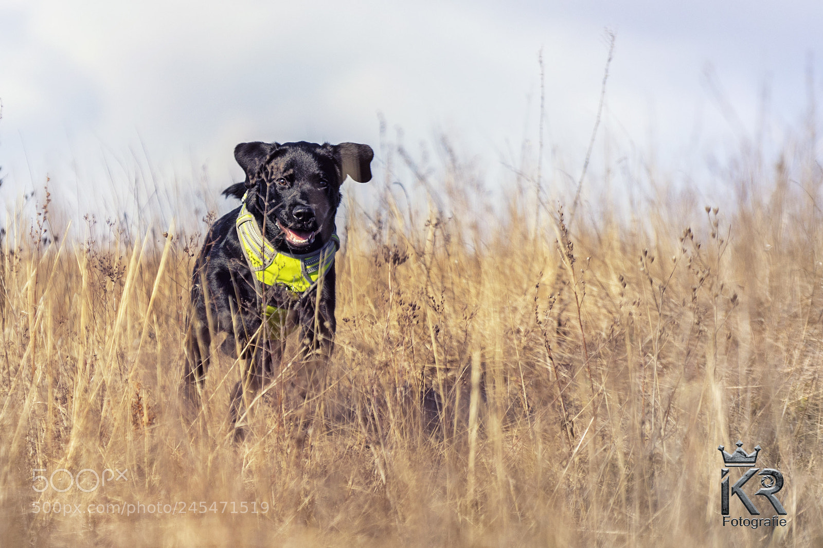Sony a7 II sample photo. Hunter 1.0 photography