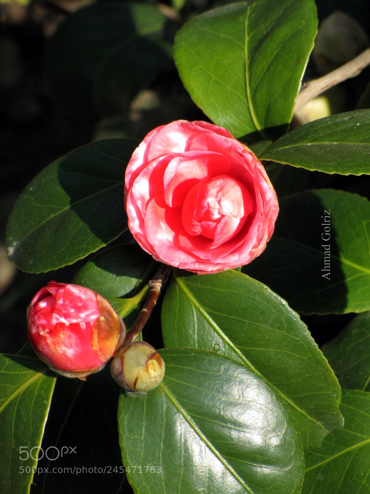 Canon PowerShot SX10 IS sample photo. Bahman photography
