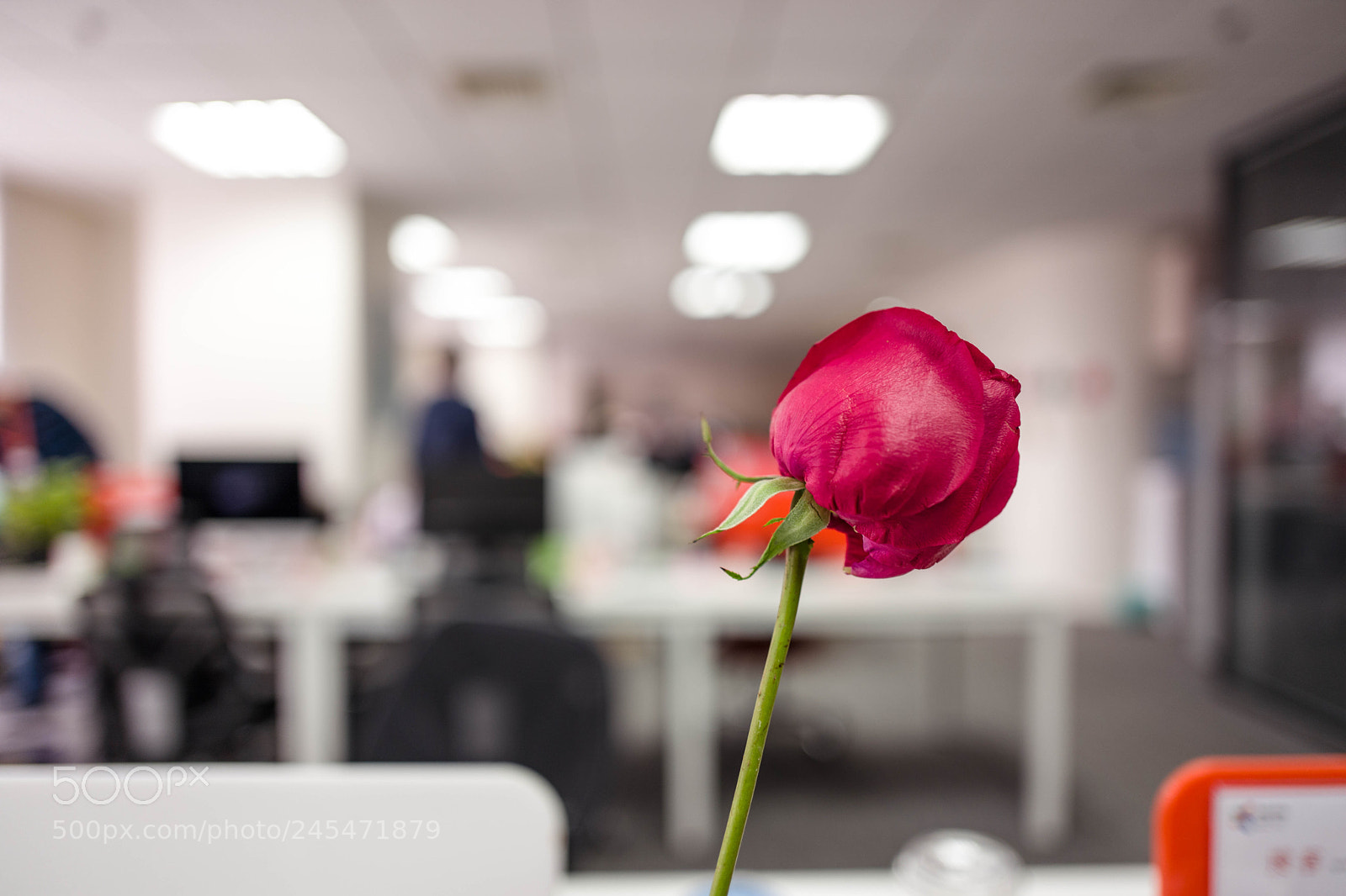 Leica Q (Typ 116) sample photo. New year rose photography