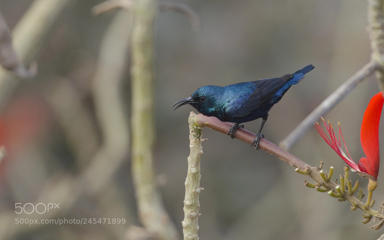 Nikon D5100 sample photo. Purple sunbird - male !! photography