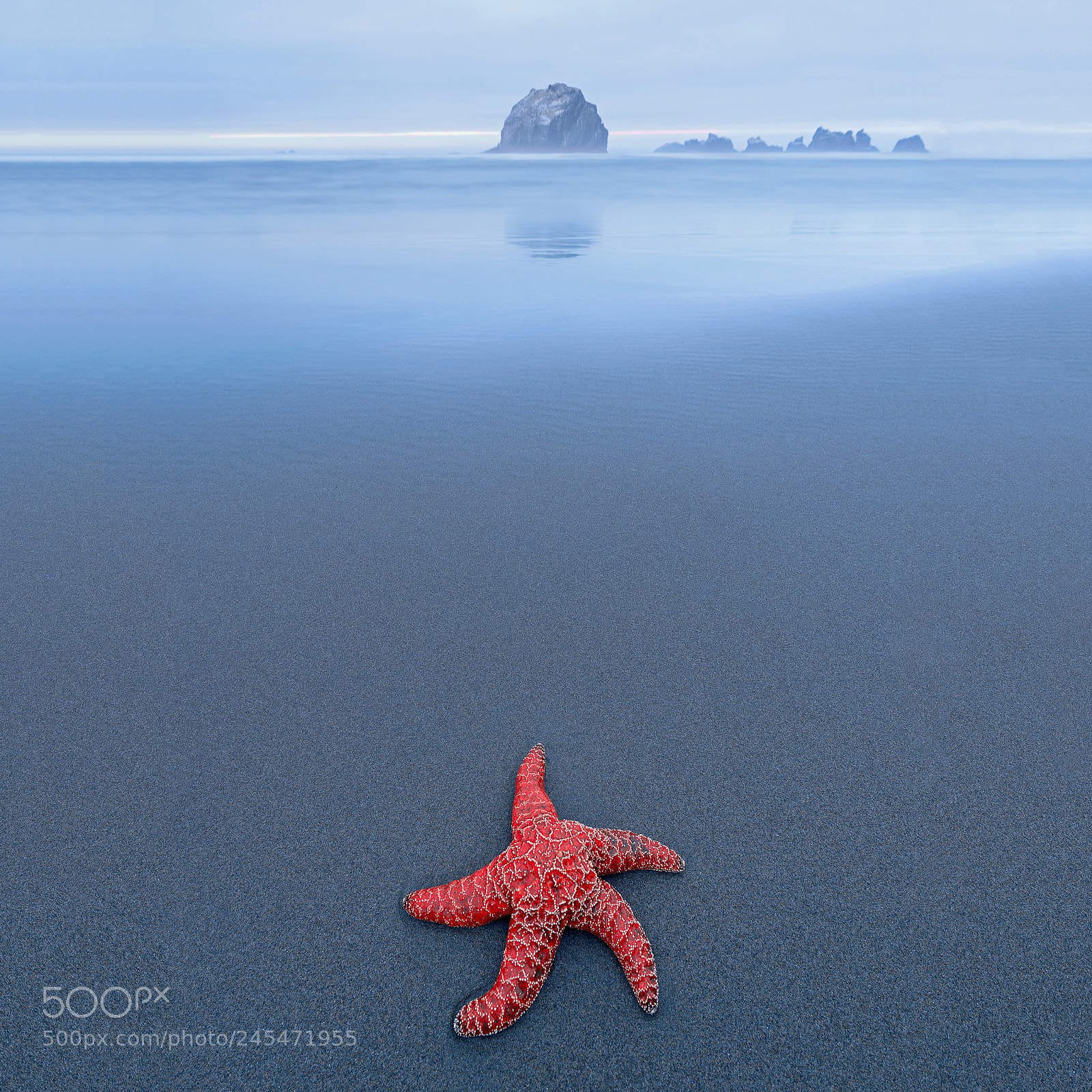 Nikon D3X sample photo. Starfish, oregon, usa photography