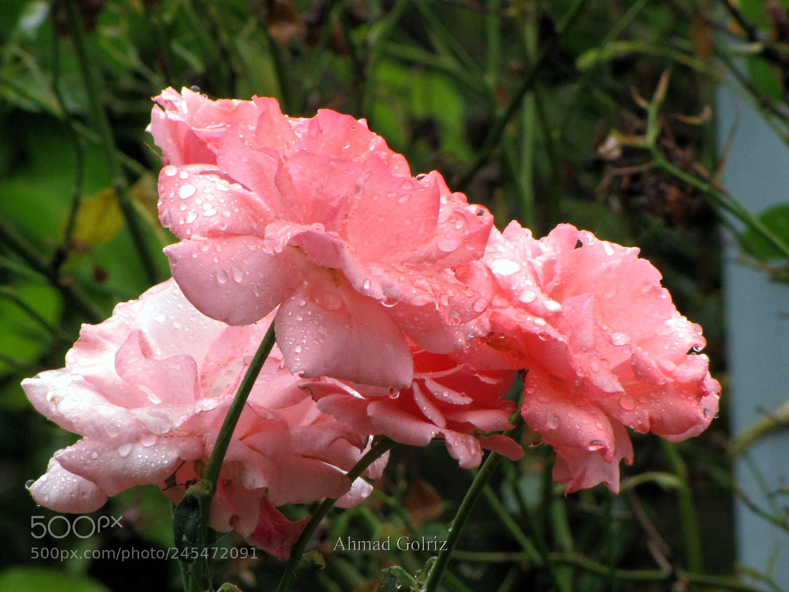 Canon PowerShot SX10 IS sample photo. Roz tir photography