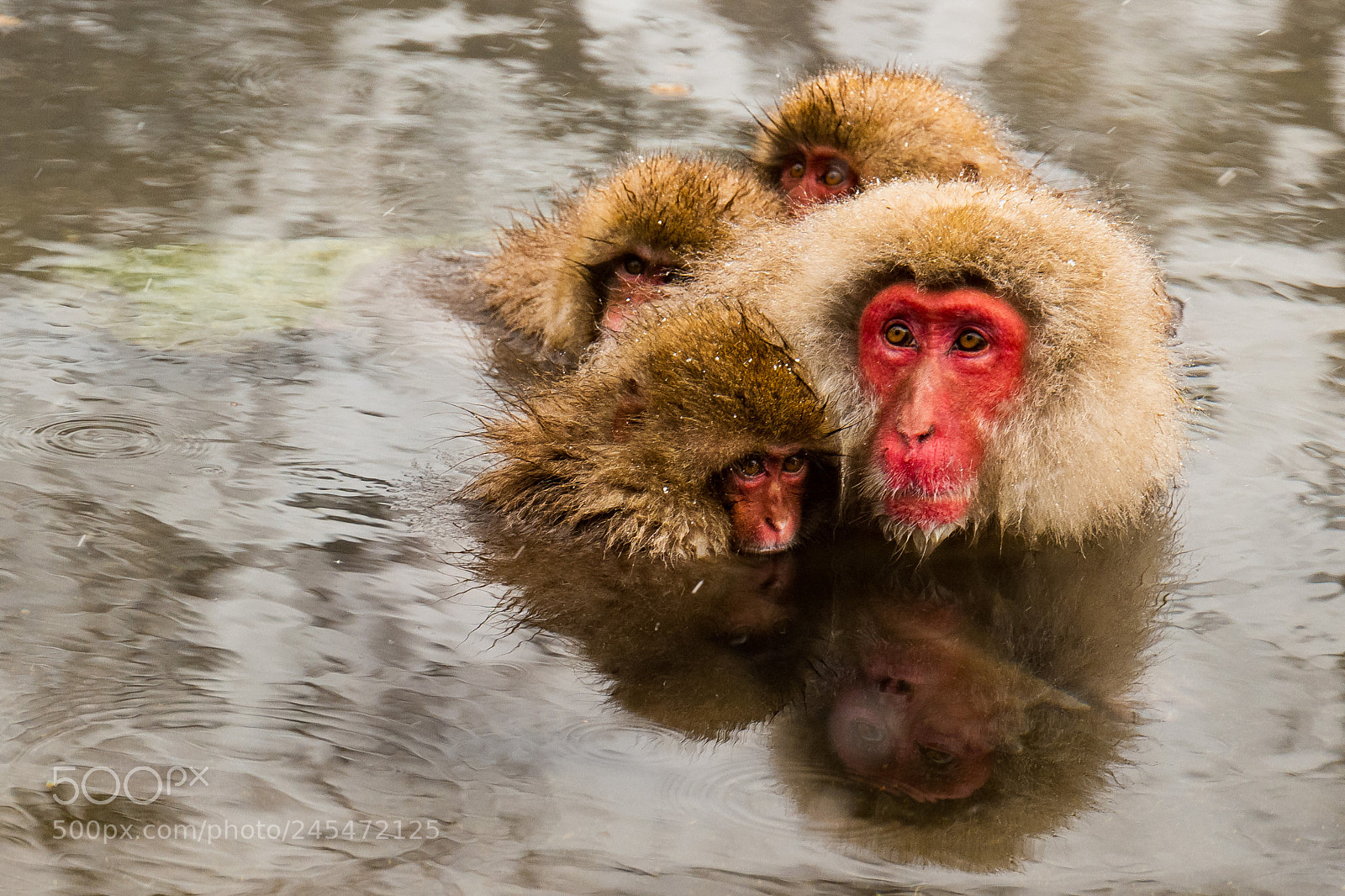 Leica SL (Typ 601) sample photo. Snow monkey 4 photography