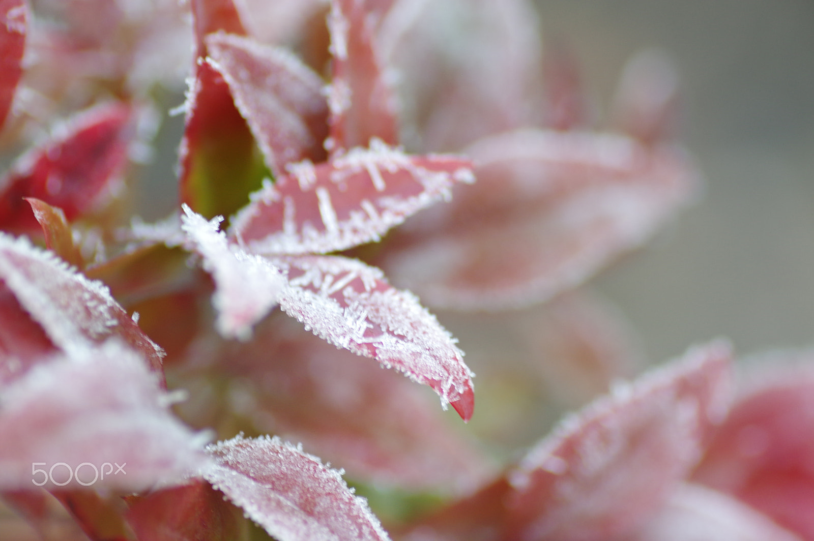 Pentax K-3 II + Tamron SP AF 90mm F2.8 Di Macro sample photo. Winter dress photography