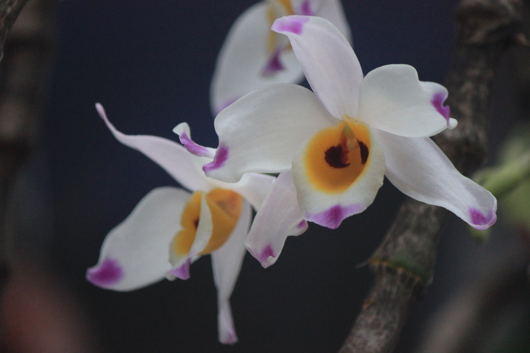 Canon EOS 550D (EOS Rebel T2i / EOS Kiss X4) sample photo. Img photography