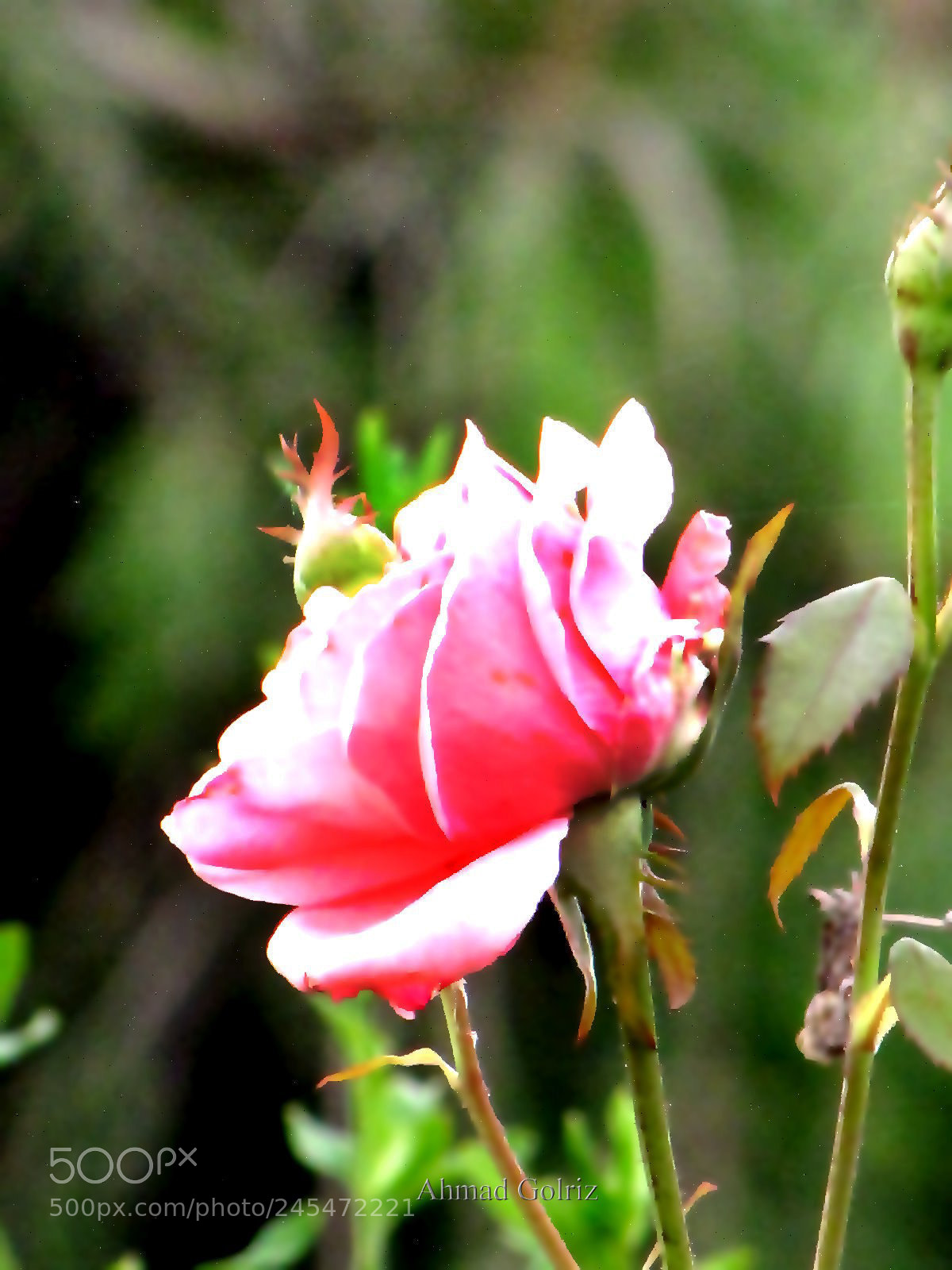 Canon PowerShot SX10 IS sample photo. Roz 2 photography