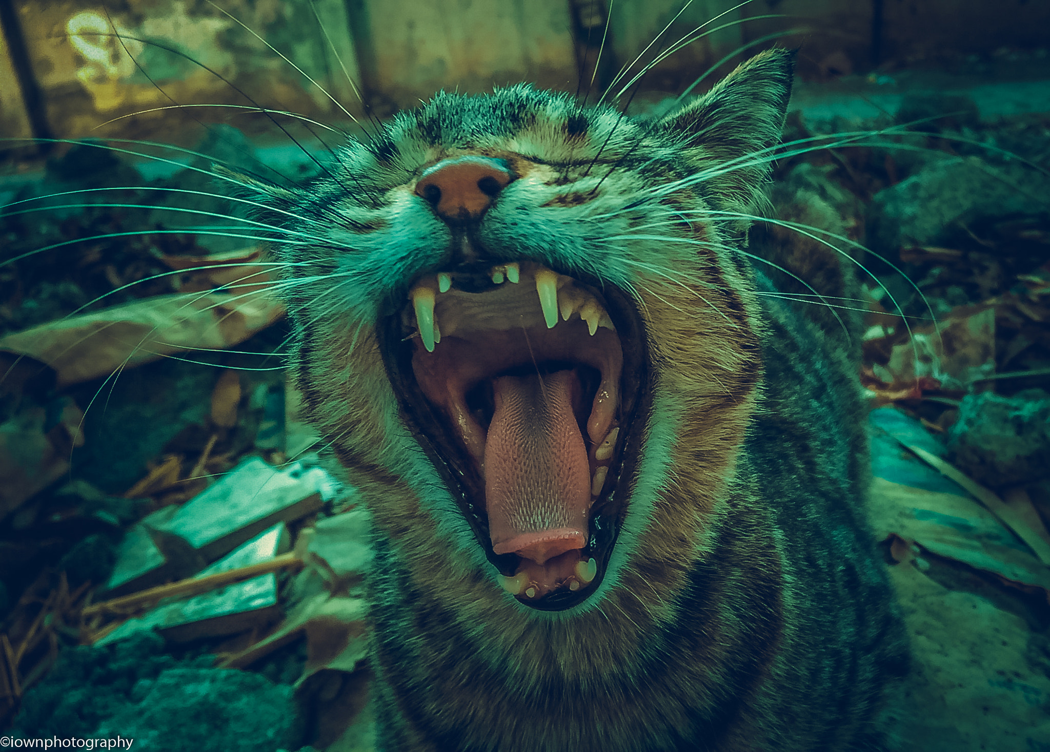HTC ONE M8 sample photo. Cat photography