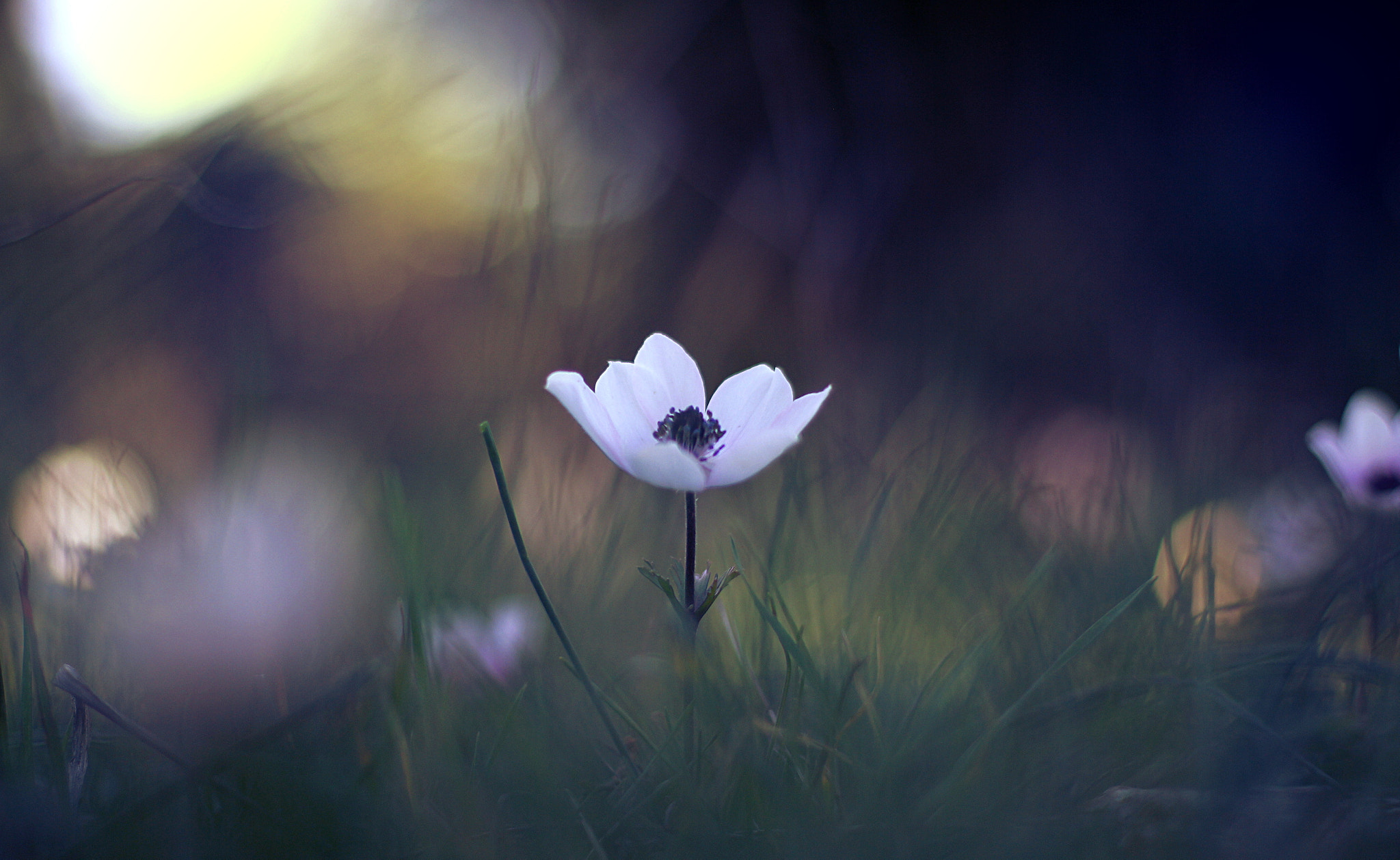 Canon EOS 60D + Canon EF 50mm F1.4 USM sample photo. Magical moments... photography
